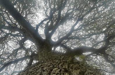 All’ombra della quercia Vallonea l’albero più antico della Puglia