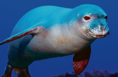 Bentornata in Puglia foca monaca: il Canale d’Otranto si ripopola grazie al progetto «Sealife»