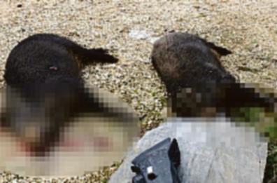 Allarme a Martina Franca: cinghiali devastano ciliegeti