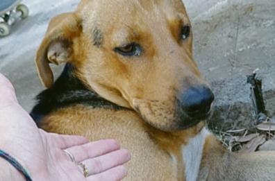 Anche cani e gatti perdono la memoria
