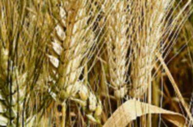 Panificazione interna, un successo