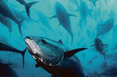 Boom di tonni sul litorale di Bari: popolazione triplicata. In calo alici, sgombri e sardine