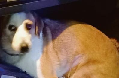 Monopoli, lascia l'auto in divieto di sosta con il cane dentro la vettura: denunciato per maltrattamento di animali