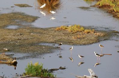 Ecco il Ferragosto degli aironi baresi: la foto del giorno