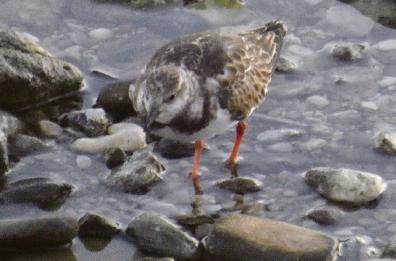 Bari, avvistato sulla foce del torrente Valenzano il voltapietre