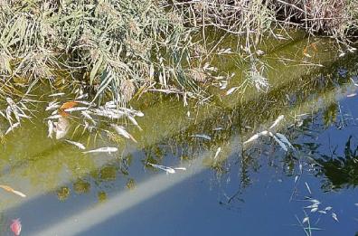 Marina di Ugento, strage di pesci: ostruito il canale di bonifica