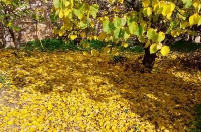 La foto del giorno dell'11 novembre 2025