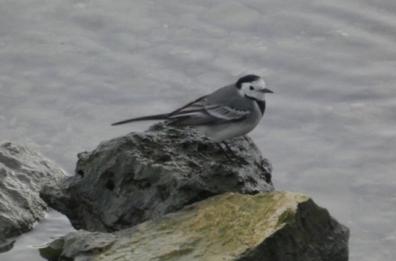 La ballerina bianca avvistata sulla foce del torrente Valenzano