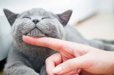 L’ipertiroidismo nei gatti adulti