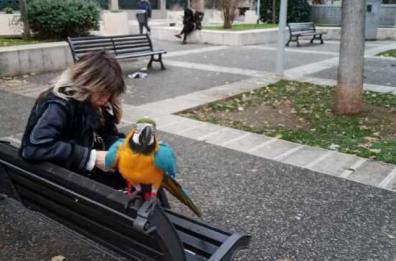 Bari, a spasso con un pappagallo: lo scatto in Piazza Cesare Battisti 