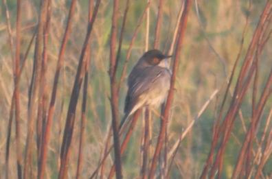 Un &laquo;occhiocotto&raquo; si aggira per Bari: ecco la foto del giorno 