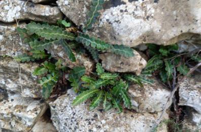 La foto del giorno del 10 febbraio 2025