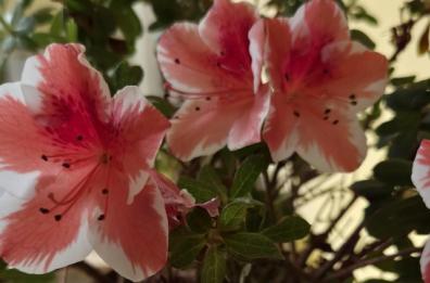 La foto del giorno del 12 aprile 2026