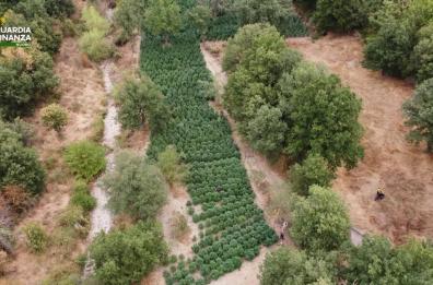 Sequestrate nel Nuorese due tonnellate e mezzo di droga