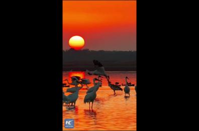 Cina, lago Poyang. Grande migrazione invernale degli uccelli