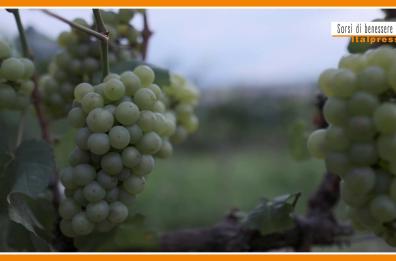 Sorsi di Benessere - Dall'uva un frullato salutare e goloso