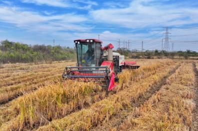 Cina, produzione cerealicola supera 714 mln di tonnellate nel 2025 Cina, produzione cerealicola supera 714 mln di tonnellate nel 2025