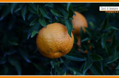 Sorsi di Benessere - Un pesto di agrumi facile da preparare
