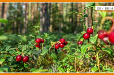 Sorsi di Benessere - Una tisana con mirtilli rossi e zenzero