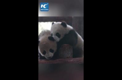 Due cuccioli gemelli di panda debuttano in pubblico allo Shanghai Wildlife Park