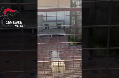 Canile lager con 26 barboncini toy  scoperto nel Napoletano
