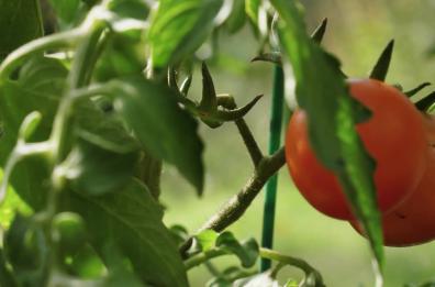 Agricoltura, il biologico migliora rese e sostenibilit&agrave;