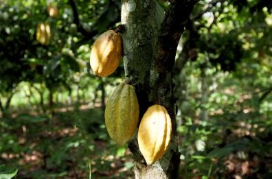 Caff&egrave; e cacao a rischio: mercati sempre pi&ugrave; instabili