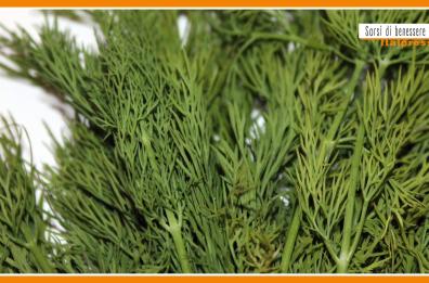 Sorsi di Benessere - Le propriet&agrave; dell'aneto