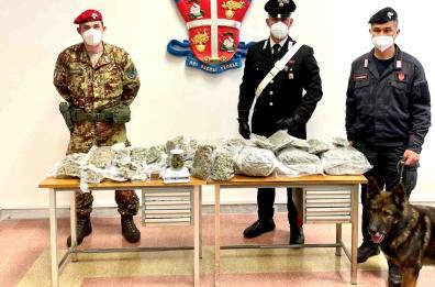 Barletta, sequestrati 8 kg di marijuana: scovati dal fiuto del cane Zilo 