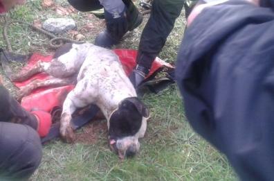 Bari, cercano di curare il cane a spese del Comune: coppia  nei guai per truffa