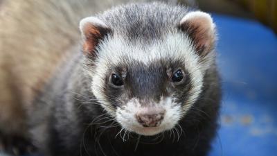 Un furetto per amico: «Pet» insolito e curioso