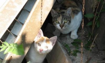 &laquo;Gattini avvelenati&raquo;, scatta l&rsquo;allarme nel Leccese: avviati gli accertamenti a Martano