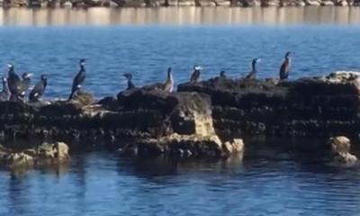 &laquo;Invasione di cormorani in Puglia&raquo;: &egrave; allarme pesca