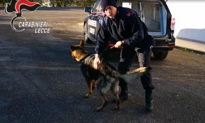 Furti e droga nel Salento: 17 arresti e numerose denunce