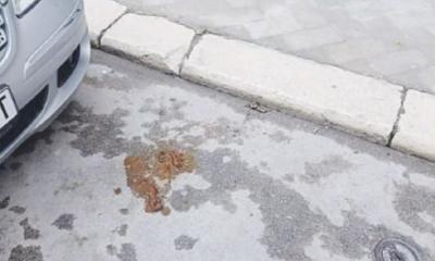 Deiezioni canine per strada, quanta incivilt&agrave; a Trani