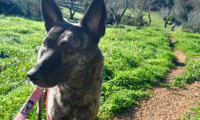 Ceglie Messapica: morto da due settimane, viene ritrovato grazie ai guaiti disperati del cane