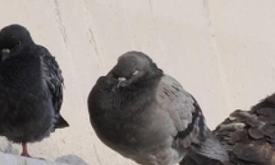 Sportello diritti: multa al genitore per il bimbo che dava cibo ai piccioni