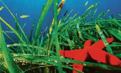Posidonia alle Tremiti per tutelare il mare