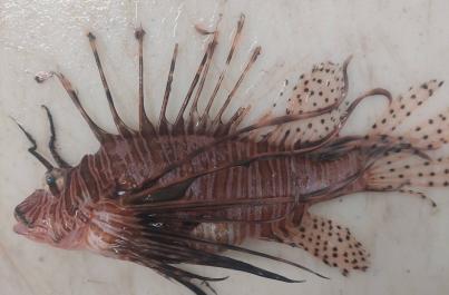 Allarme &laquo;specie alieni&raquo; nei mari del Salento: pescato il pesce scorpione a Ugento