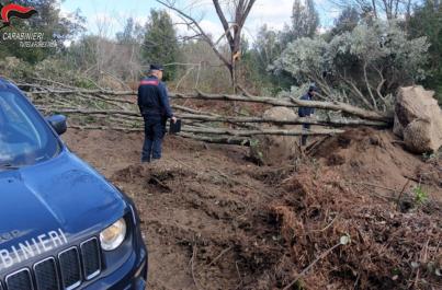Estirpavano alberi alti 10 metri in Calabria per piantarli nelle ville del Salento: i forestali scoprono un cantiere abusivo