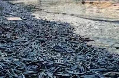 La spiaggia di Santo Spirito invasa dalle sardine: il video &egrave; virale