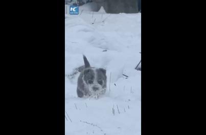 Cina, cucciolo di cane da pastore sfida la neve per radunare le pecore