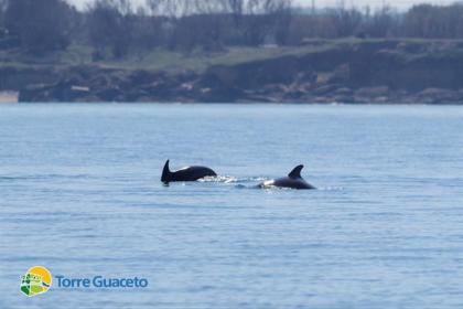Branco Di Delfini Avvistato Nelle Acque Di Torre Guaceto C E Anche Un Cucciolo La Gazzetta Del Mezzogiorno