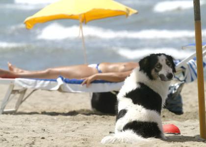 Spiaggia Libera Per Cani Arenzano Genova