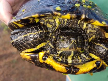 Tartaruga D Acqua Abbandonata A Cavallino Recuperata Da Guardie Zoofile La Gazzetta Del Mezzogiorno