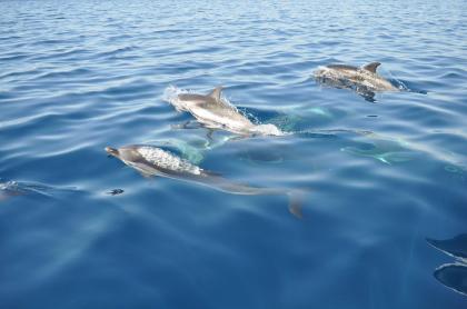 Taranto In Arrivo Il Santuario Dei Delfini All Isola Di San Paolo La Gazzetta Del Mezzogiorno