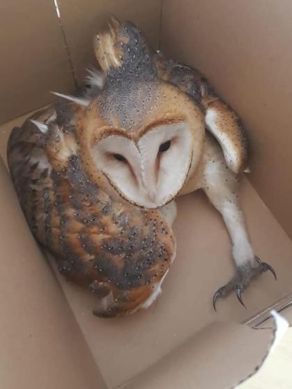 Piccolo Barbagianni Ferito A Zampa E Ala Salvato A Molfetta La Gazzetta Del Mezzogiorno