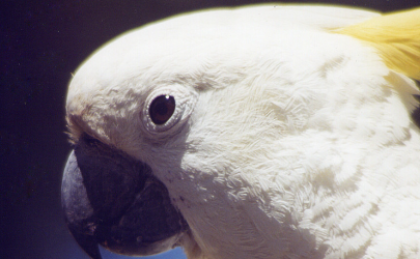 Pappagallo Come Animale Domestico Cosa Sapere Prima Di Prenderlo