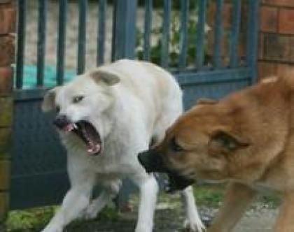 Albania Fucilazione Per Cani Randagi La Gazzetta Del