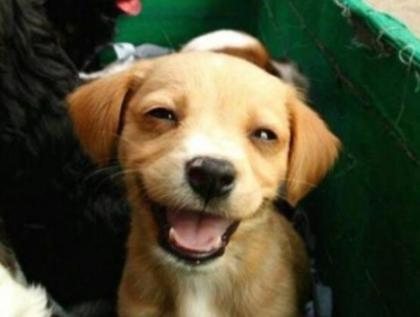 Il Comune Di Lecce I Cani Possono Entrare In Negozi E